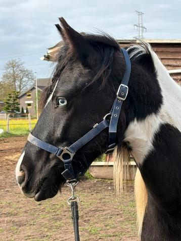 Tinker x fries beschikbaar voor biedingen