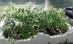 tomatenplantjes pyros f1 bio, Ophalen of Verzenden, Eenjarig, Groenteplanten