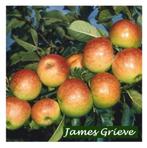 „JAMES GRIEVE” HOOGSTAM APPELBOMEN, UITZ.ACTIE !!! 25€/STUK, Ophalen, 250 tot 400 cm, Appelboom, Lente