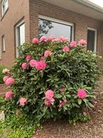 Rhododendron, Tuin en Terras, Planten | Struiken en Hagen, Ophalen, Rhododendron