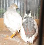 chinese dwergkwartels, Dieren en Toebehoren, Vogels | Overige Vogels, Meerdere dieren, Tropenvogel