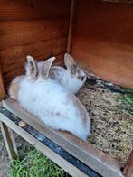 4 dwergkonijntjes zoeken een nieuwe thuis, Dieren en Toebehoren, Konijnen
