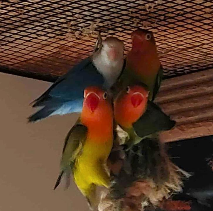 agapornis fischeri dwergpapegaai, Dieren en Toebehoren, Vogels | Parkieten en Papegaaien, Dwergpapegaai of Agapornis, Tam