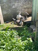 Barberie eenden, Dieren en Toebehoren, Pluimvee, Mannelijk, Eend