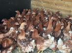 Prachtige bruine legkippen/ leghennen/ poelen, Dieren en Toebehoren, Pluimvee