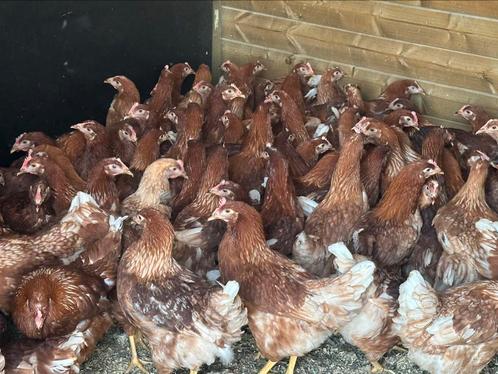 Prachtige bruine legkippen/ leghennen/ poelen, Dieren en Toebehoren, Pluimvee