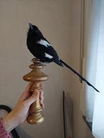 Eksterklauwier taxidermie vogel, Ophalen of Verzenden, Zo goed als nieuw, Vogel, Opgezet dier