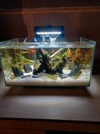 Fluval Edge cube 23l, Dieren en Toebehoren, Ophalen, Zo goed als nieuw