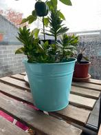 Ikea Socker bloempot 15 cm, Tuin en Terras, Bloempotten, Gebruikt, Rond, Binnen, Ophalen of Verzenden