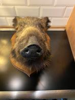 Everzwijn Taxidermie, Huis en Inrichting, Ophalen, Zo goed als nieuw