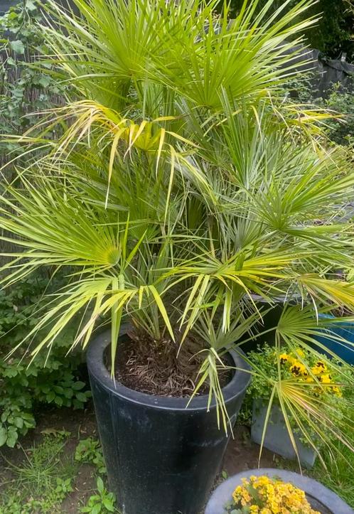 Palmbomen / transport mogelijk, Tuin en Terras, Planten | Bomen, Palmboom, In pot, Ophalen