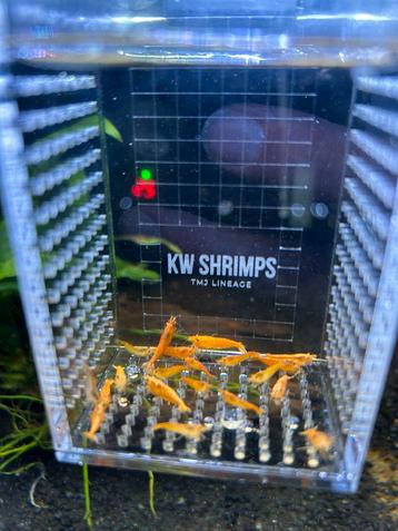 Orange Sakura Neocaridina Siergarnaal beschikbaar voor biedingen