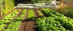 Wie heeft er grond te huur om te gebruiken als moestuin
