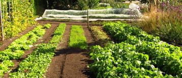 Wie heeft er grond te huur om te gebruiken als moestuin beschikbaar voor biedingen