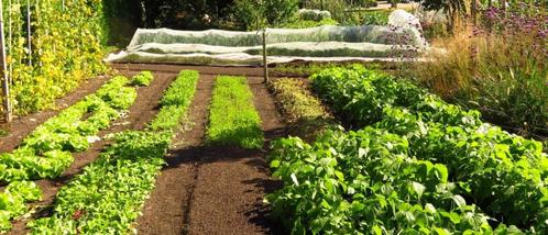 Wie heeft er grond te huur om te gebruiken als moestuin, Immo, Gronden en Bouwgronden