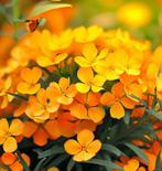 Vaste planten 10,5 cm pot, Tuin en Terras, Ophalen