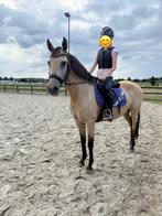 Brave valk merrie, Dieren en Toebehoren, Pony's, Merrie, D pony (1.37m tot 1.48m), Gechipt, 11 jaar of ouder