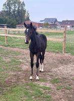 Prachtig Merrieveulen , familie van Emerald, Merrie, Springpaard, Gechipt, 0 tot 2 jaar