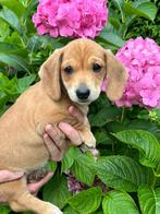 Mooie dwerg teckel pups, België, Particulier, 8 tot 15 weken, Korthaar