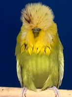 Tt engelse Grasparkieten, Dieren en Toebehoren, Vogels | Parkieten en Papegaaien