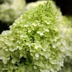 Hydrangea Polar Bear, Enlèvement