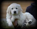 Golden Retriever pups, Dieren en Toebehoren, Honden | Retrievers, Spaniëls en Waterhonden, Golden retriever, België, CDV (hondenziekte)