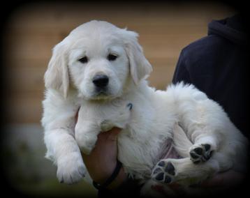 Golden Retriever pups beschikbaar voor biedingen