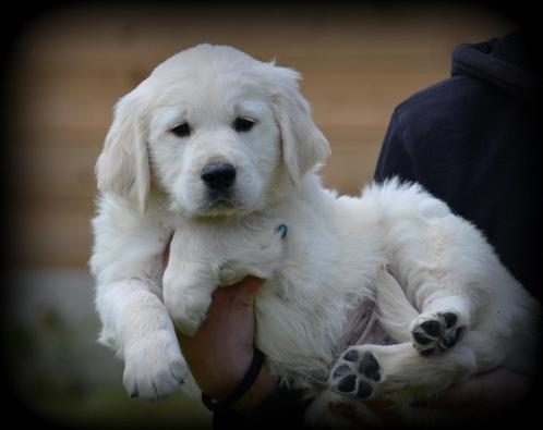 Golden Retriever pups, Dieren en Toebehoren, Honden | Retrievers, Spaniëls en Waterhonden, Meerdere dieren, Golden retriever, Fokker | Professioneel