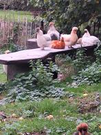 mooie jonge zijdehoen haantjes, Mannelijk, Kip