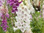 Digitalis Vingerhoedskruid te koop, Tuin en Terras, Planten | Tuinplanten, Tweejarig, Halfschaduw, Zomer, Ophalen