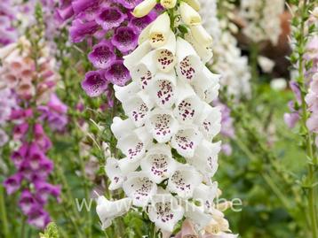 Digitalis Vingerhoedskruid te koop beschikbaar voor biedingen