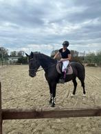 Lieve 19 jarige Zangersheide  merrie te koop, Merrie, Recreatiepaard, Ontwormd, 11 jaar of ouder