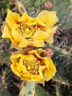 Winterharde cactussen, Tuin en Terras, Ophalen