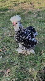 USA zijdehoen, Dieren en Toebehoren, Pluimvee