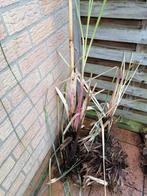 Cortaderia selloana, Tuin en Terras, Ophalen