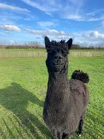 Alpaca hengst ter dekking