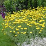 Achillea millefolium  'Cloth of gold', Tuin en Terras, Planten | Tuinplanten, Ophalen, Vaste plant, Bodembedekkers