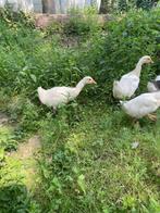 Jonge ganzen, Meerdere dieren, Gans of Zwaan
