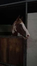 Weidemaatje/gezelschapspaard, Dieren en Toebehoren, Paarden, Gechipt, Minder dan 160 cm, Ruin, 11 jaar of ouder