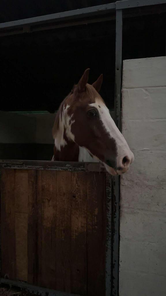 Weidemaatje/gezelschapspaard, Dieren en Toebehoren, Paarden, Ruin, Minder dan 160 cm, 11 jaar of ouder, Recreatiepaard, Gechipt