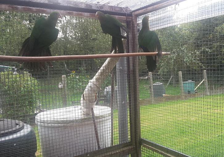 PARKIETEN, Dieren en Toebehoren, Vogels | Parkieten en Papegaaien, Parkiet, Meerdere dieren, Geringd