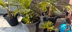 Palmbomen, Tuin en Terras, Ophalen of Verzenden