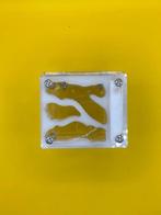 Acryl nest met buitenwereld wit, Dieren en Toebehoren, Mieren