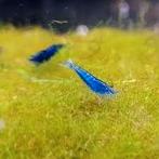 crevettes et plantes gratuites, Homard, Crabe ou Crevette, Poisson d'eau douce, Banc de poissons