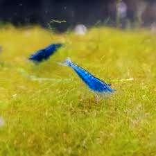 crevettes et plantes gratuites, Animaux & Accessoires, Poissons | Poissons d'aquarium, Poisson d'eau douce, Homard, Crabe ou Crevette