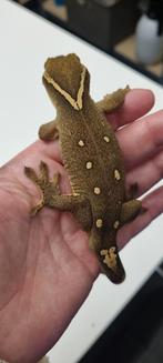 Sarasinorum gecko (gekko) man RTB, Dieren en Toebehoren, Reptielen en Amfibieën