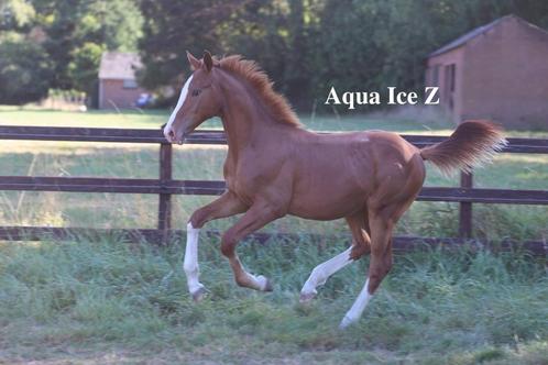 Hengstveulen v de halfzus Judy-Ann Melchior's As Cold as Ice, Dieren en Toebehoren, Paarden, Hengst, Z, 0 tot 2 jaar, Met stamboom