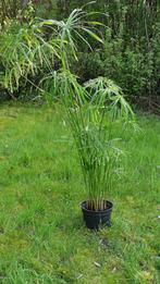Cyperus alternifolius dit "papyrus", En pot, Plante verte, Plein soleil, 100 à 150 cm
