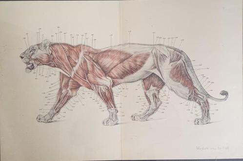 Herbert van der Poll (1877-1963) - Anatomie van de leeuw, Antiek en Kunst, Kunst | Litho's en Zeefdrukken, Ophalen of Verzenden
