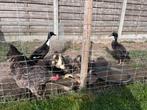 Indische loopeenden kuikens, Dieren en Toebehoren, Pluimvee, Meerdere dieren, Eend